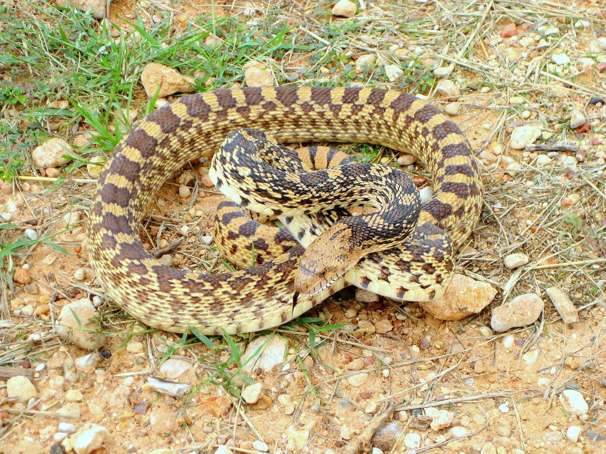 Texas Bull Snake - Wild Animal in it's Natural Habitat