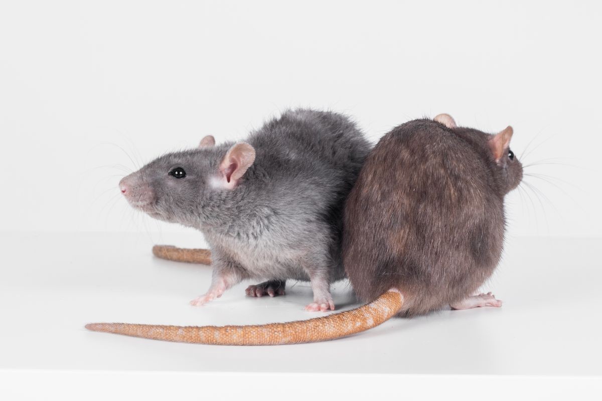 cute rats sitting isolated on white background